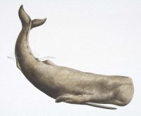Sperm Whale, 8 декабря , Санкт-Петербург, id38952287